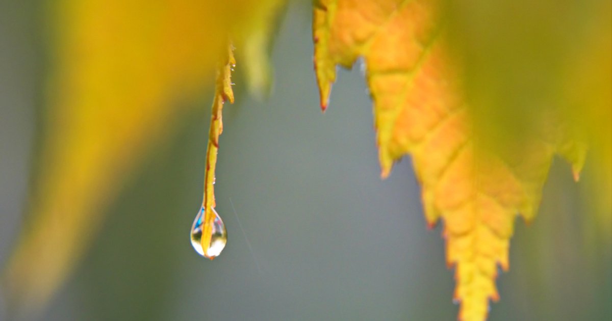 A single water droplet hanging from the tip of a leaf