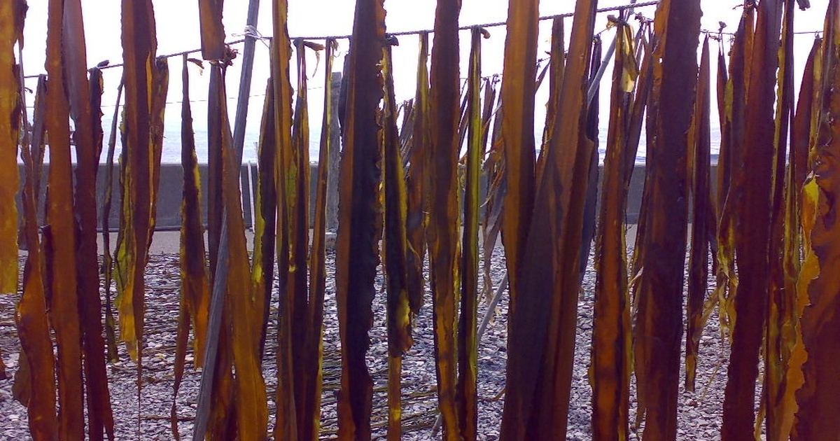 Long strips of kelp seaweed hung on a line to dry outdoors