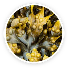 Bladderwrack seaweed, an ingredient in Prostadine