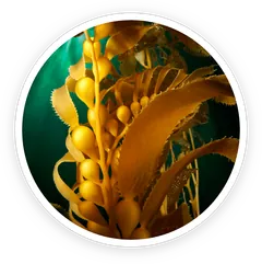 Kelp powder, a brown seaweed ingredient in Prostadine