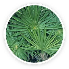 Saw palmetto berries, the most studied ingredient in Prostadine