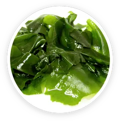 Wakame brown seaweed, an ingredient in Prostadine