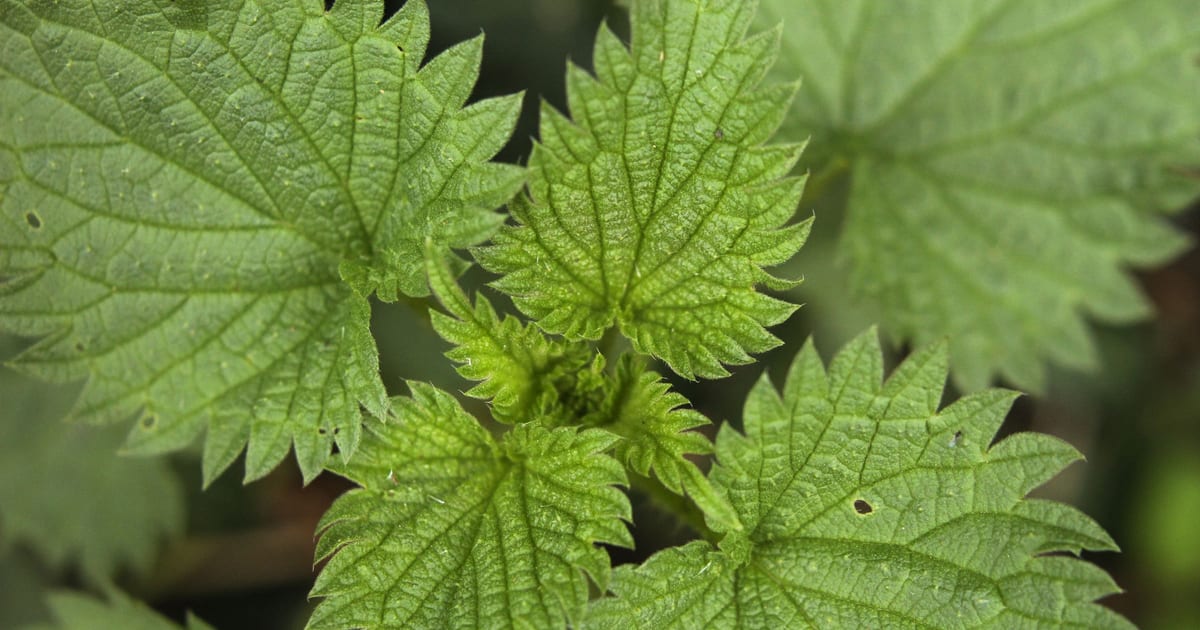 Close-up of green stinging nettle leaves with serrated edges